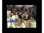 Adopt Jack a Black - with Brown, Red, Golden, Orange or Chestnut Rottweiler dog