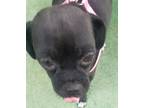 Adopt Burbuja - Bubbling girl:) a Black Pug / Mixed dog in El Cajon