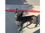 Adopt ZARA a Black Belgian Malinois / Mixed dog in Huntington Beach
