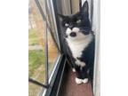 Adopt Doc McStuffins a All Black Domestic Shorthair / Mixed cat in Newport