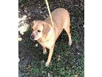 Adopt Cinnamon a Tan/Yellow/Fawn Labrador Retriever / Mixed dog in Mobile