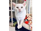 Adopt Penelope a White Domestic Shorthair (short coat) cat in Fairbury