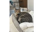 Adopt Laryn a Tan or Fawn Tabby Domestic Shorthair (short coat) cat in Fairbury