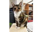 Adopt Patty a Calico or Dilute Calico Calico (short coat) cat in Fairbury
