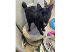 Adopt Itty Bitty a Black (Mostly) Domestic Shorthair (short coat) cat in