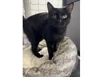 Adopt Nala a All Black Domestic Shorthair (short coat) cat in Fairbury