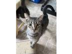Adopt Jackson a Tan or Fawn Tabby Domestic Shorthair (short coat) cat in