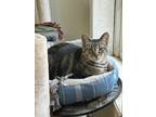 Adopt Lolly a Tan or Fawn Tabby Domestic Shorthair (short coat) cat in Fairbury