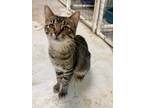 Adopt Binx a Tan or Fawn Tabby Domestic Shorthair (short coat) cat in Fairbury