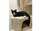 Adopt Harley a Black & White or Tuxedo Domestic Mediumhair (medium coat) cat in