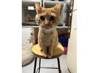 Adopt Schroeder a Orange or Red Tabby Domestic Shorthair (short coat) cat in