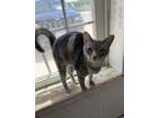 Adopt Winifred a Gray, Blue or Silver Tabby Domestic Shorthair (short coat) cat