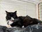 Adopt Samantha a Black & White or Tuxedo Domestic Longhair (long coat) cat in