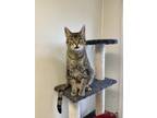 Adopt Rainy a Tan or Fawn Tabby Domestic Shorthair (short coat) cat in Fairbury