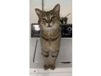 Adopt Feta a Tan or Fawn Tabby Domestic Shorthair (short coat) cat in Fairbury
