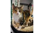 Adopt Stella a Calico or Dilute Calico Calico (short coat) cat in Fairbury
