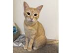 Adopt Macaroni a Orange or Red Tabby Domestic Shorthair (short coat) cat in
