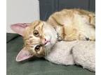 Adopt Oregano a Orange or Red Tabby Domestic Shorthair (short coat) cat in