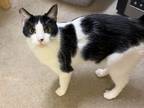 Adopt Lucipurr a Black & White or Tuxedo Domestic Shorthair (short coat) cat in