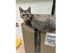 Adopt Primrose a Tan or Fawn Tabby Domestic Shorthair (short coat) cat in
