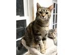 Adopt Nikita a Tan or Fawn Tabby Domestic Shorthair (short coat) cat in