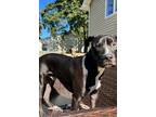 Adopt TY - Courtesy Post - a Pit Bull Terrier / Mixed Breed (Medium) dog in