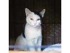 Adopt Shortbread a White Domestic Shorthair / Domestic Shorthair / Mixed cat in