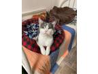 Adopt Pico De Gato a Gray or Blue (Mostly) Domestic Shorthair (short coat) cat