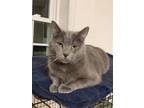 Adopt Lovey a Gray or Blue Russian Blue (short coat) cat in Fairbury