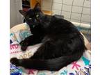 Adopt Rory a Black (Mostly) Domestic Shorthair (short coat) cat in Fairbury