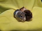 Adopt Hampton and Hamilton a Guinea Pig small animal in South Bend