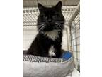 Adopt Miss Kitty a Black & White or Tuxedo Domestic Mediumhair (medium coat) cat