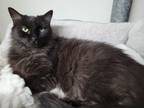 Adopt Razzle a All Black Domestic Mediumhair (medium coat) cat in Fairbury