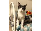 Adopt Noel a Gray or Blue (Mostly) Domestic Shorthair (short coat) cat in