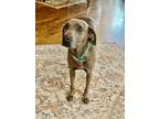Adopt Bindi a Brindle Mountain Cur / Hound (Unknown Type) / Mixed dog in
