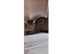 Adopt Peaches a Brown or Chocolate Domestic Shorthair / Domestic Shorthair /