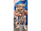 Adopt Ivy a Orange or Red Domestic Shorthair / Domestic Shorthair / Mixed cat in