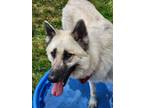 Adopt Petunia a White - with Gray or Silver German Shepherd Dog / Mixed dog in
