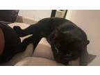 Adopt Echo a All Black Domestic Shorthair / Mixed (short coat) cat in Charlotte
