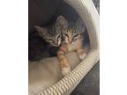 Adopt Freya & Aurora a Brown Tabby Domestic Shorthair (short coat) cat in Staten