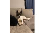 Adopt Tabbs a Brindle - with White Mutt / Mixed dog in Oak Ridge, TN (39741325)