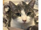 Adopt Peanut a Gray or Blue (Mostly) Domestic Shorthair (short coat) cat in