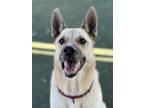 Adopt Rocky a German Shepherd Dog / Siberian Husky dog in Van Nuys