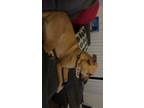 Adopt Pluto a Brindle American Staffordshire Terrier / Shepherd (Unknown Type) /