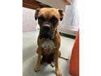 Adopt Natalia a Tan/Yellow/Fawn - with White Boxer / Mixed dog in Westminster