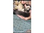 Adopt Gherkin a Brown Tabby Domestic Longhair (long coat) cat in Ocala