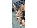 Adopt Kosher a Brown Tabby Domestic Shorthair / Mixed (short coat) cat in Ocala