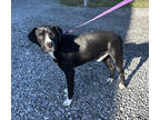 Adopt Nick a Black Golden Retriever / Boxer / Mixed (short coat) dog in Paducah