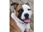 Adopt Stryker a Tan/Yellow/Fawn - with White Boxer / Mixed dog in Westminster