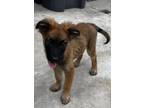 Adopt Dowy a Brown/Chocolate - with Black German Shepherd Dog dog in Junction